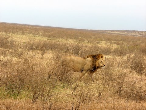 Male lion in the pride