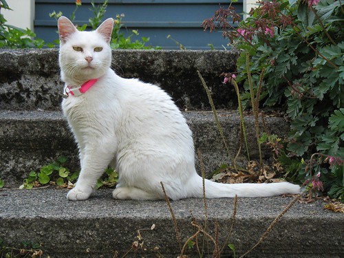 cute and pretty white cat