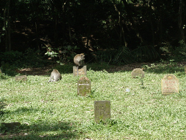 grave monkeys