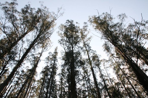 Warburton trees