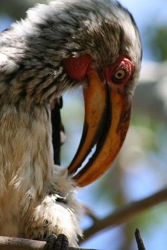 Southern Yellow-billed Hornbill (Tockus leucomelas) by you.