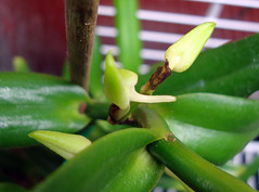 Angraecum florulentum 
