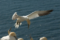 Northern Gannets, feeding on Bass Rock