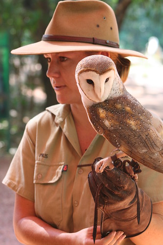 Barn Owl with guide, Territory Wild Life Park