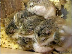 Hamster mass