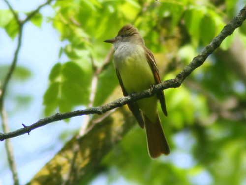 Great Crested Flycatcher 20100514