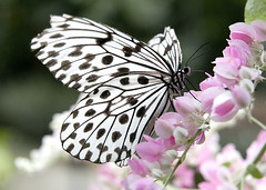 Butterfly at Phuket Butterfly Garden