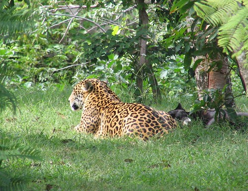 Jaguars laying on the zoo of Xcaret