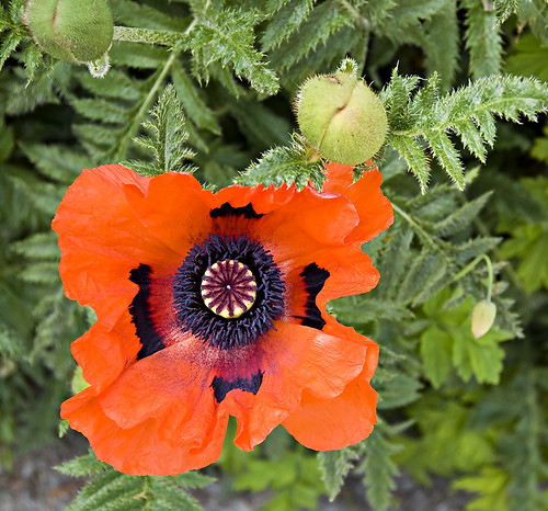 Another Poppy in Sitka
