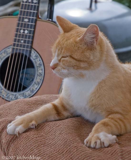 musical sphinx cat