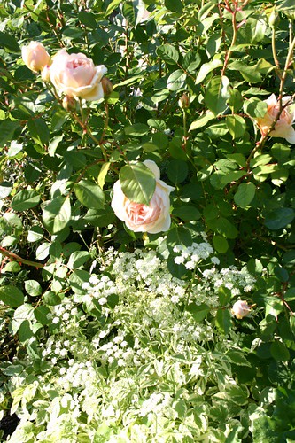 My rose bush