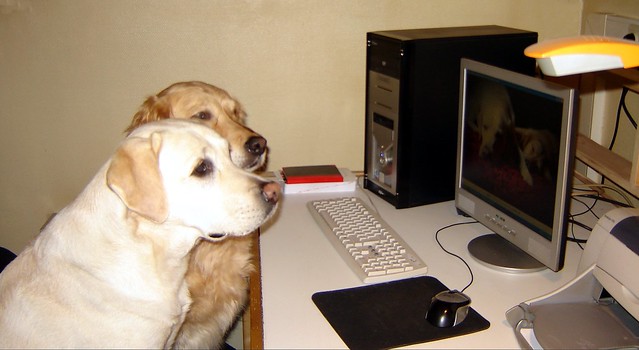 dog using a computer labrador