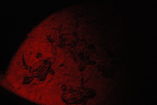 sea turtles under red flashlight