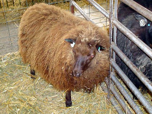 icelandic-sheep