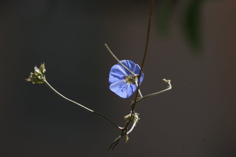 Bandipur flower 8 jun 07