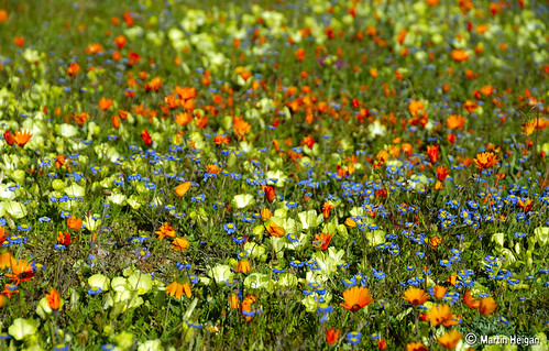 Namaqualand Wild Flowers