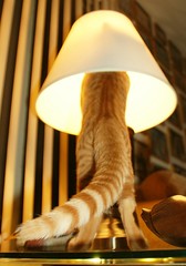 The Freddie Lamp