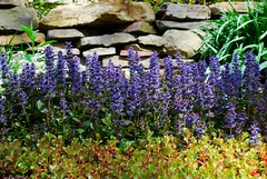 Stone wall with ajuga in bloom