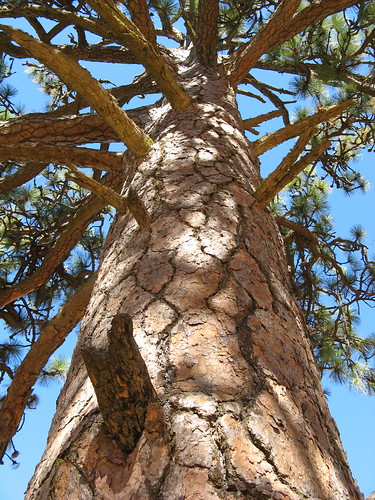 Looking up into a Ponderosa Pine