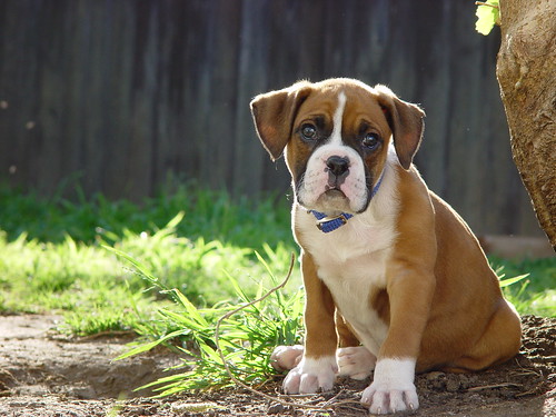 Really Cute Puppies And Dogs. Cute brown boxer puppy.