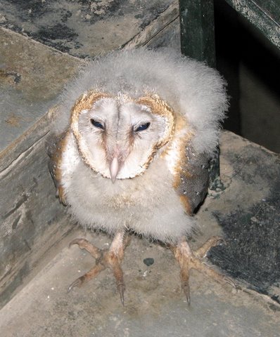 baby barn owl 200907 casa ansal