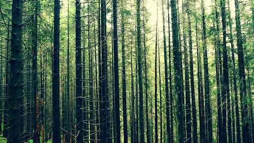 フリー写真素材|自然・風景|森林|樹木|グリーン|