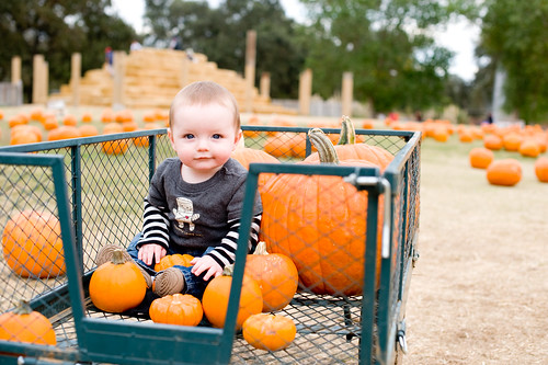 Noah in the pumpkins 10