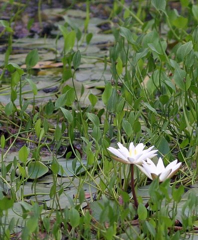 Lilies in the Pond