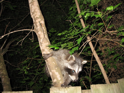 Baby coon