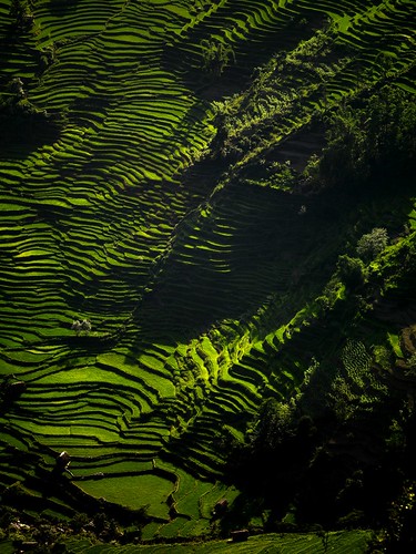 terraces in china. terraces, Yunnan, China by