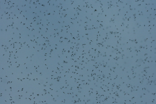 Swarm of gnats