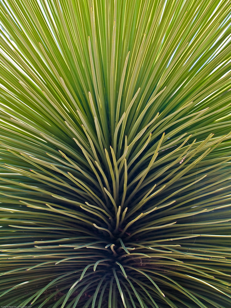Another Yucca