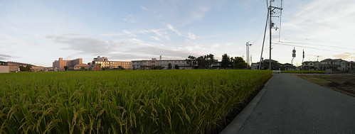 Panorama--Rice field at Kakogawa today--Stitched_001