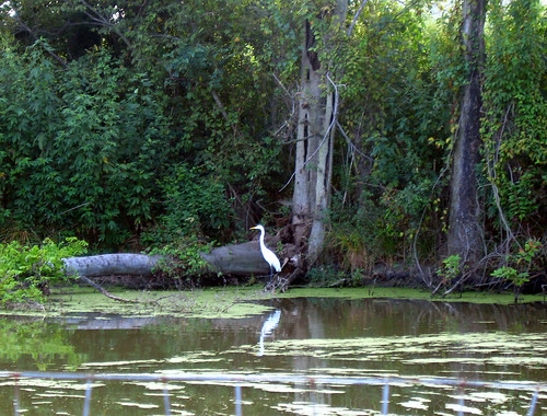 Louisiana Swamp Scene