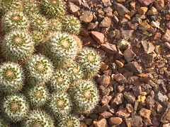cacti and rocks
