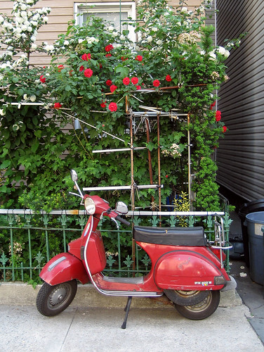 Moped and roses