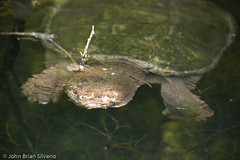 Snapping Turtle - by Silverph (should I be active on Flickr again?)