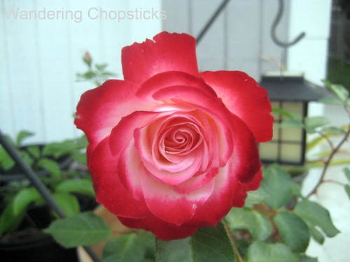 5.8 Double Delight Rose 3