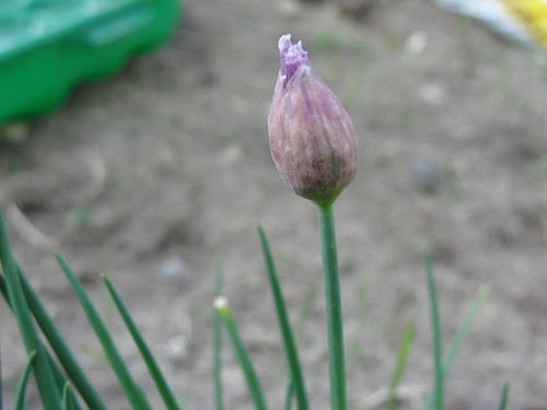 chive flower emerging