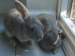 Bunny rabbits