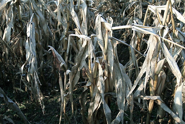 Dry and Ready for Harvest: Corn
