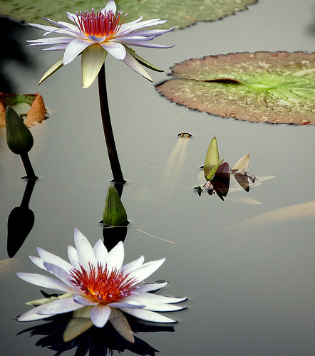 Water Lillies by digitalART2 
