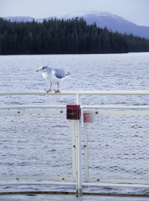 seagull catches a ride on a ferry, Kasaan Bay, Alaska