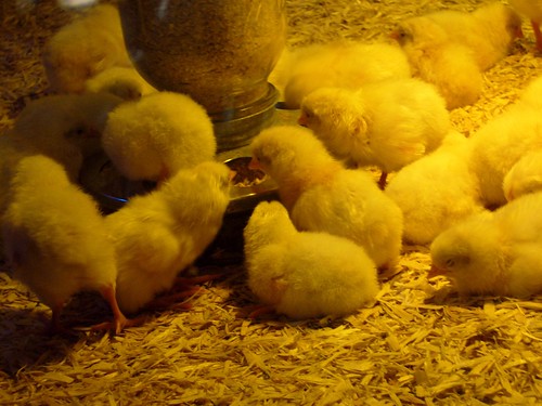 baby chicks pictures. Baby chicks at the Musem of
