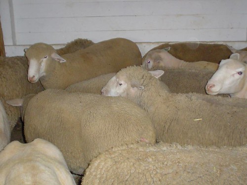Sheep: some sheared, some not