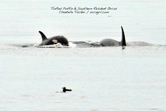 orcas_puffin.jpg