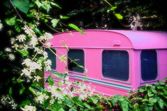 Caravane rose - by evymoon