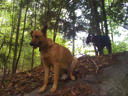 forest dogs