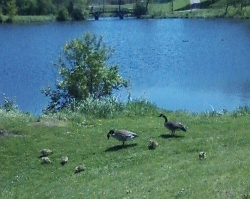 Lyman Lake Goslings
