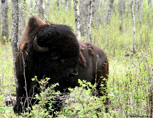 portrait of a plains buffalo
